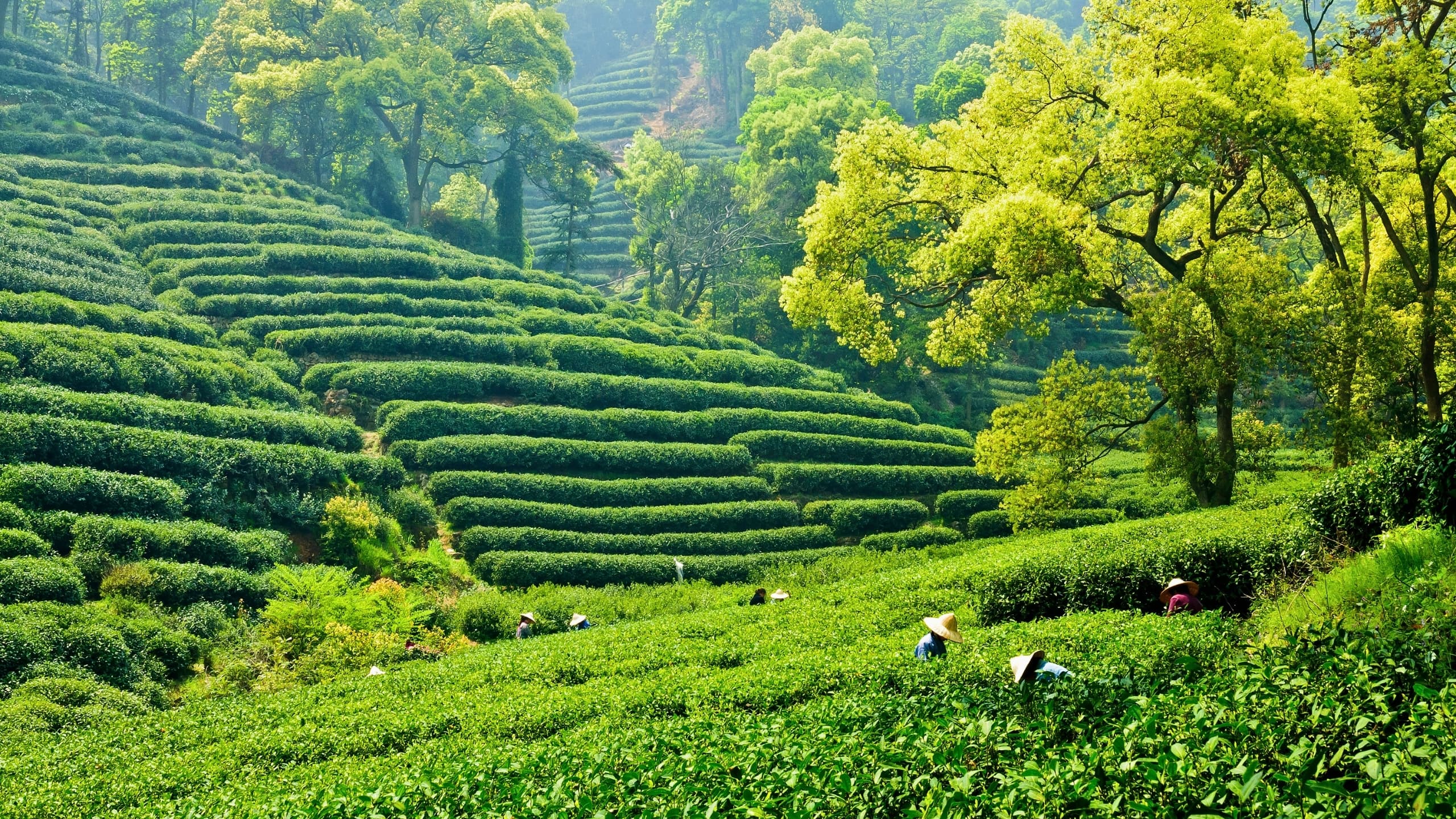 Tea Plantation