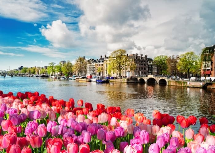 Amsterdam River Tulips