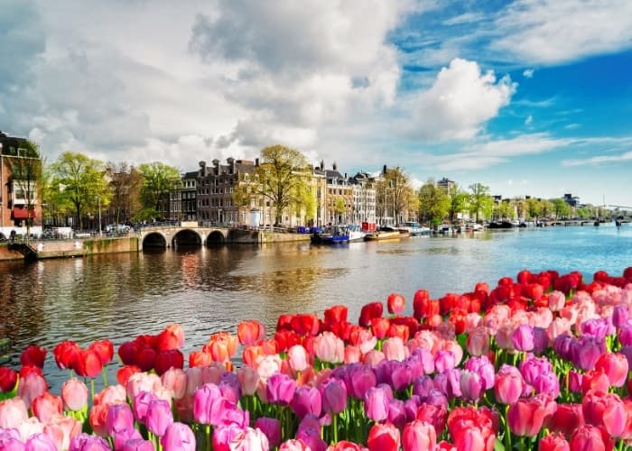 Amsterdam River Tulips