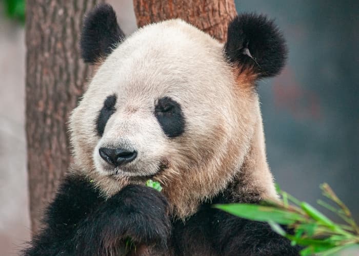 Panda Chongqing Zoo