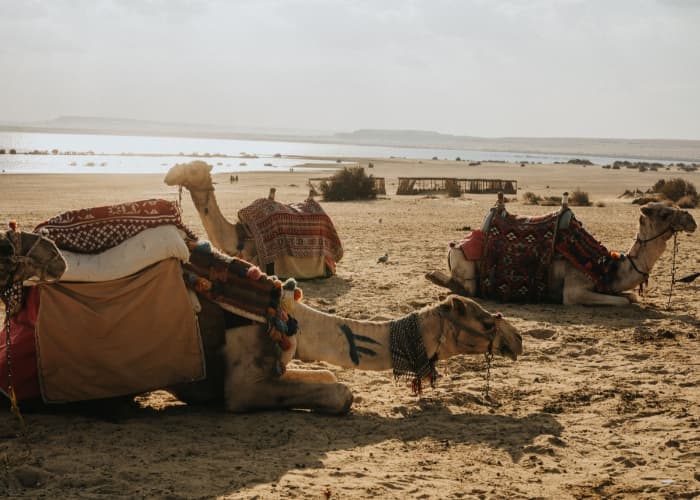 Camels In Desert