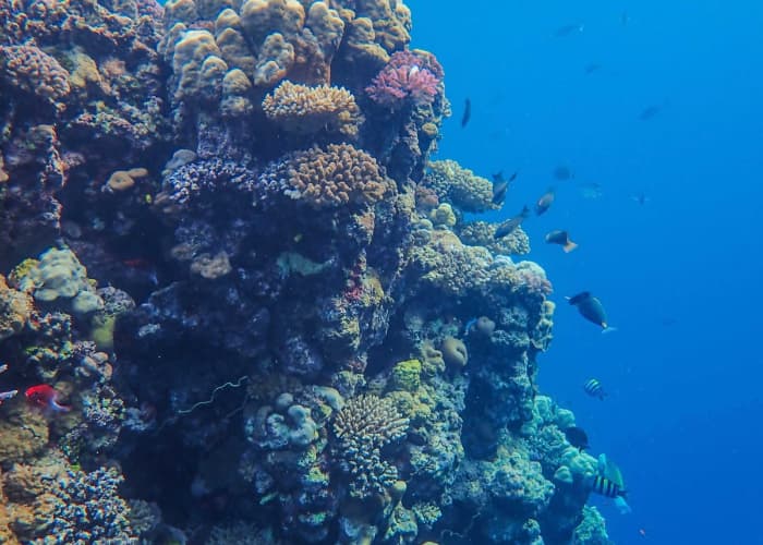 Red Sea Coral And Fish