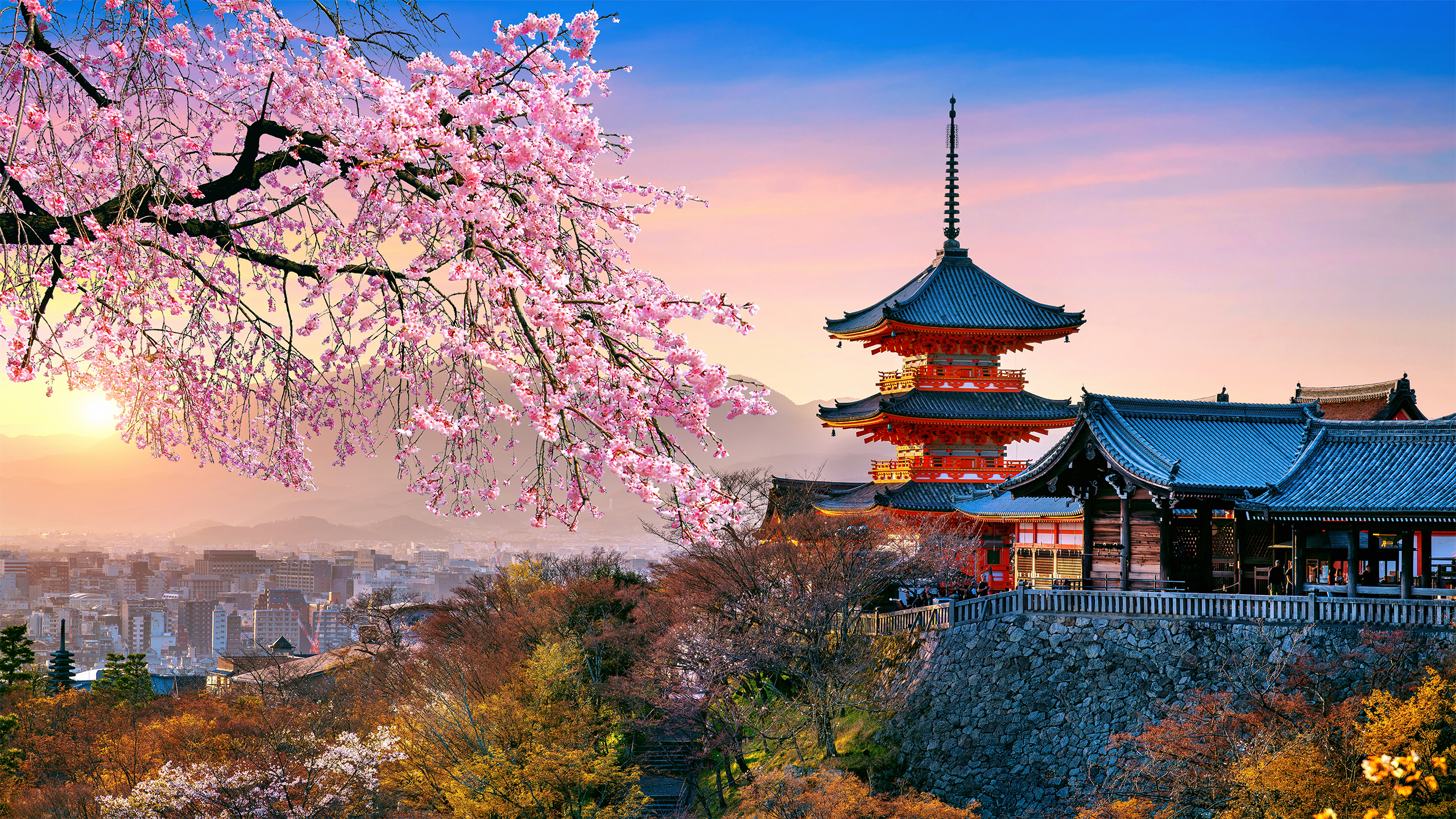 Cherry blossoms and red pagoda at sunset, Japan.